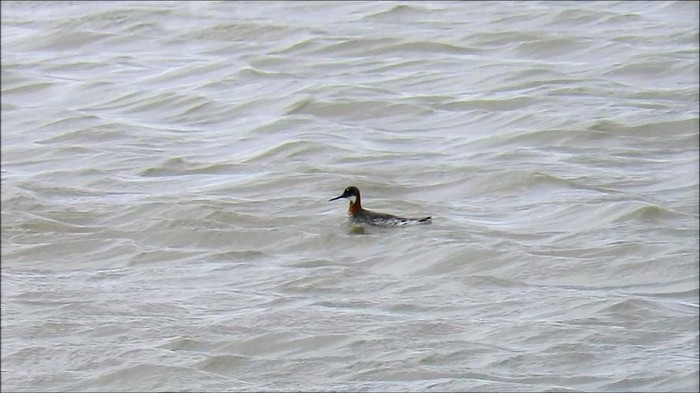 Red-necked Phalarope