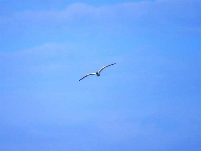 Elegant Tern