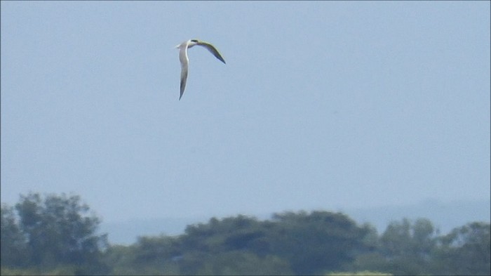 Elegant Tern