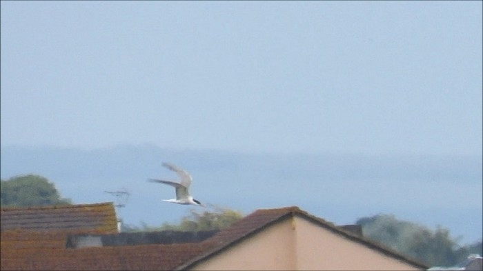 Elegant Tern
