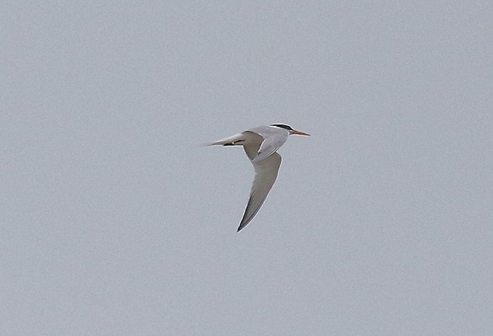 Elegant Tern
