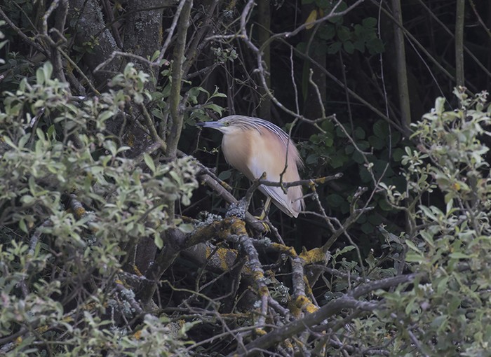 Squacco Heron
