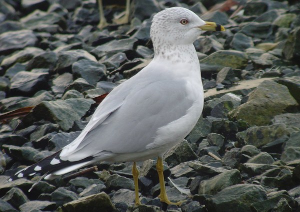 Ring-billed Gull