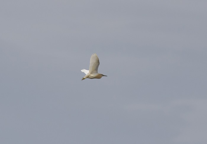Squacco Heron