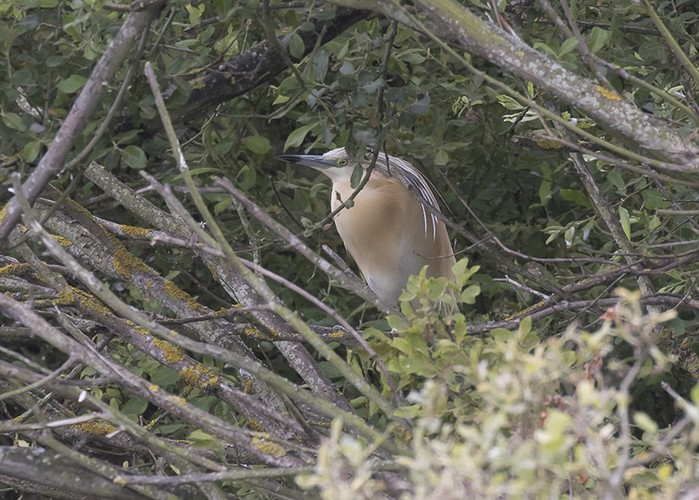 Squacco Heron
