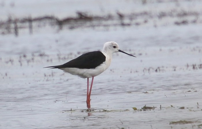 Black-winged Stilt