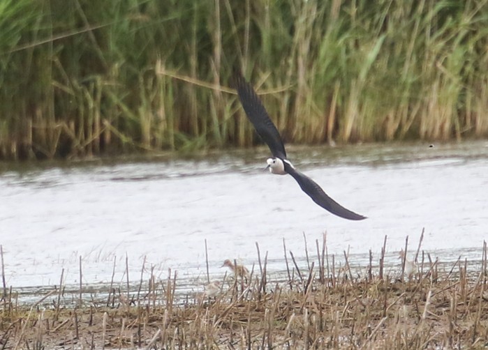 Black-winged Stilt