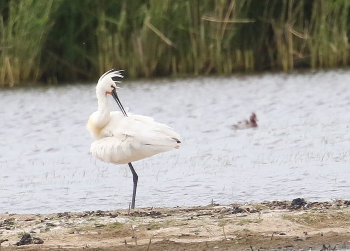 Spoonbill