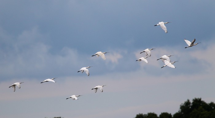 Spoonbill