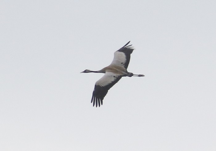 Common Crane