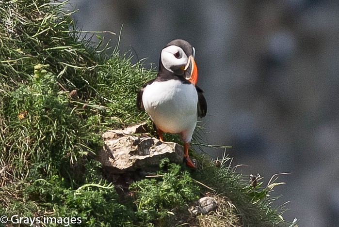 Puffin