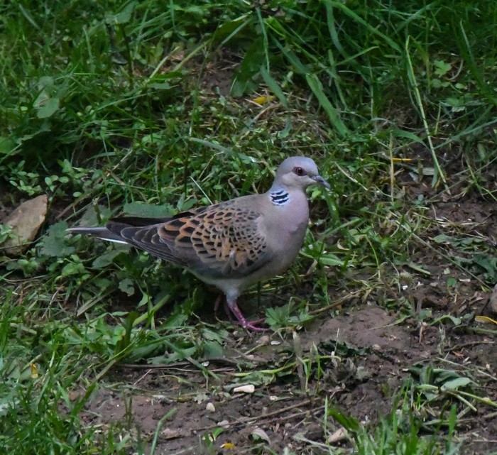Turtle Dove