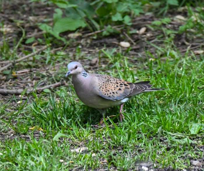 Turtle Dove
