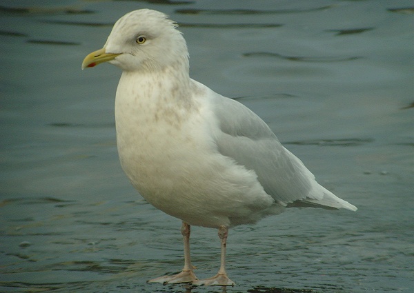 Iceland Gull