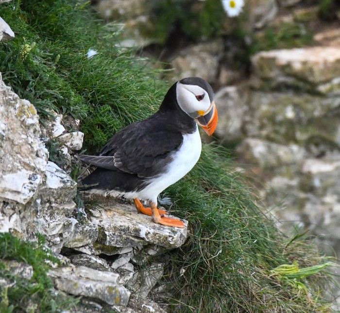 Puffin