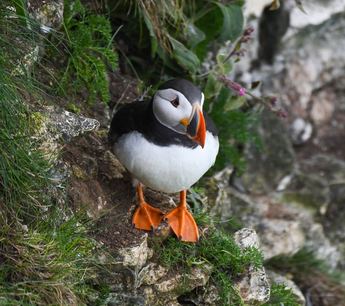 Puffin