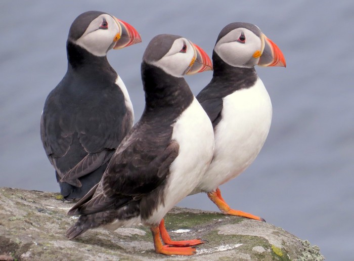 Puffin