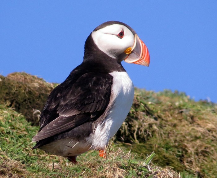 Puffin