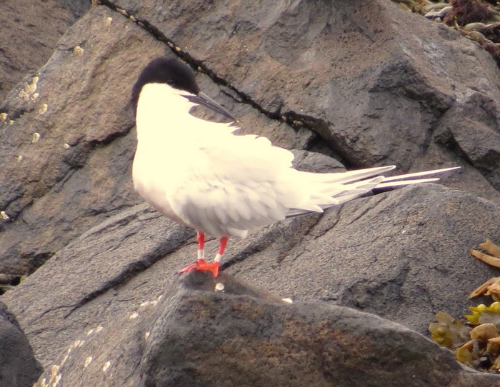 Roseate Tern