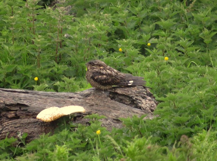 Nightjar