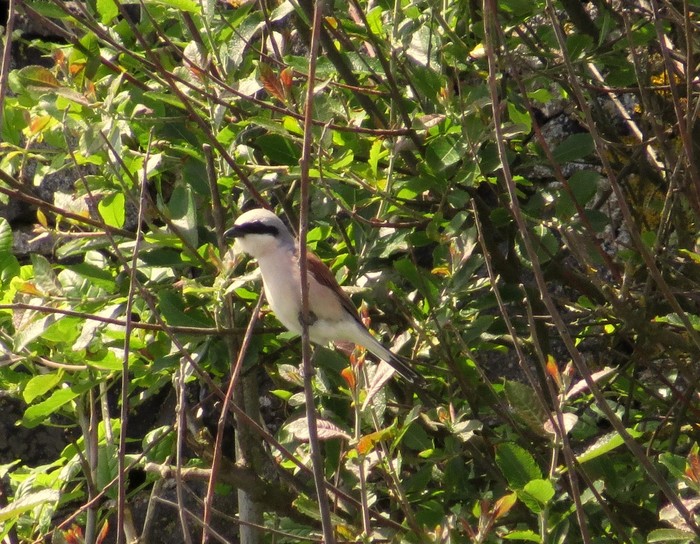 Red-backed Shrike