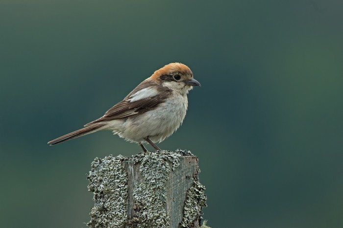 Woodchat Shrike