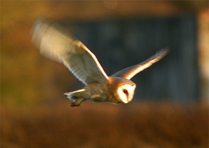 Dark-breasted Barn Owl