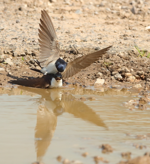 House Martin