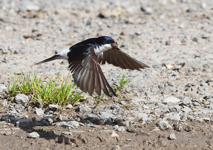 House Martin