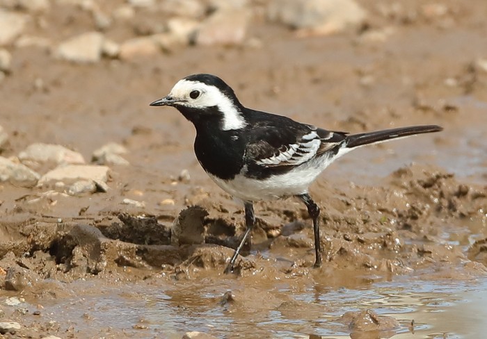Pied Wagtail