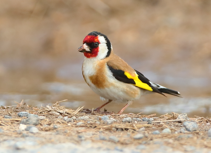 Goldfinch
