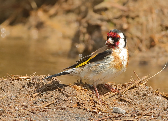 Goldfinch