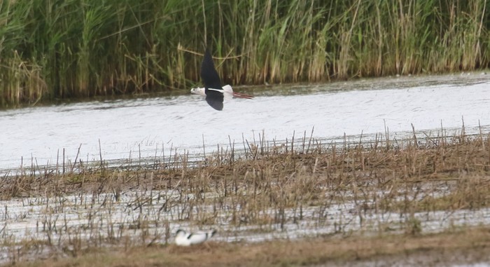 Black-winged Stilt