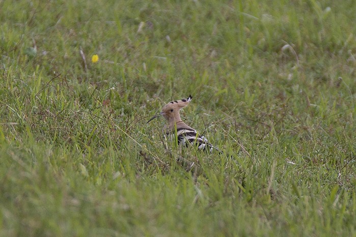 Hoopoe