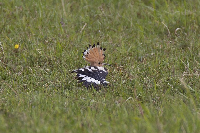Hoopoe