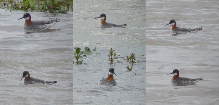 Red-necked Phalarope
