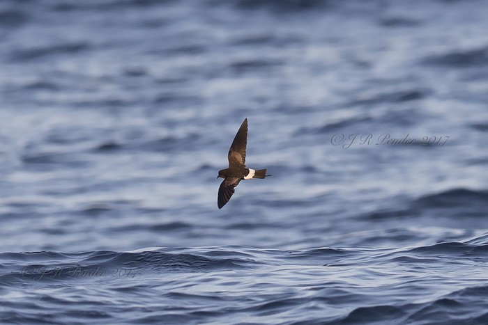 Wilson's Petrel