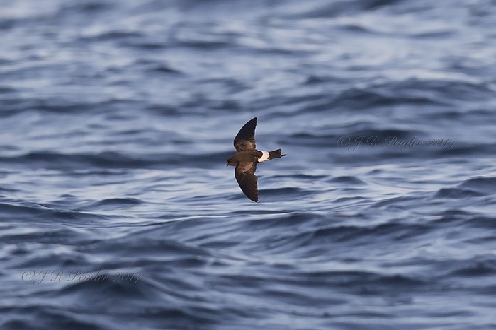 Wilson's Petrel