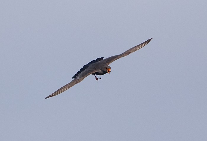 Red-footed Falcon