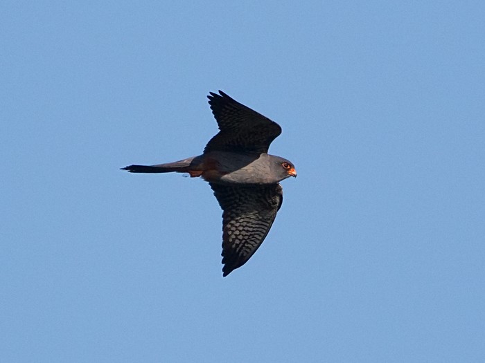 Red-footed Falcon