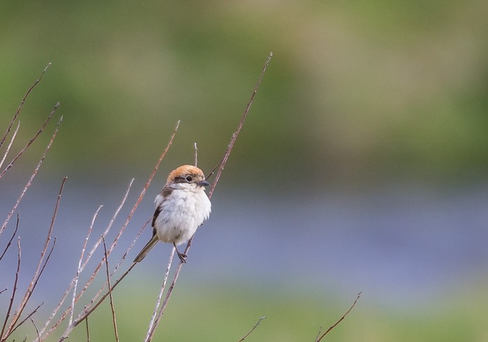Woodchat Shrike