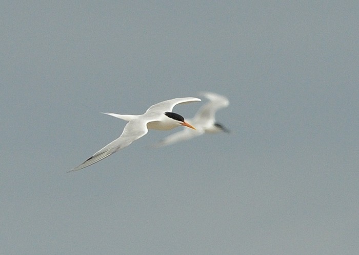 Elegant Tern