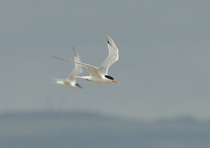 Elegant Tern