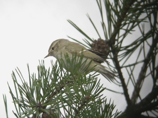 Hume's Yellow-browed Warbler