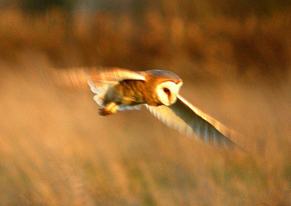 Dark-breasted Barn Owl