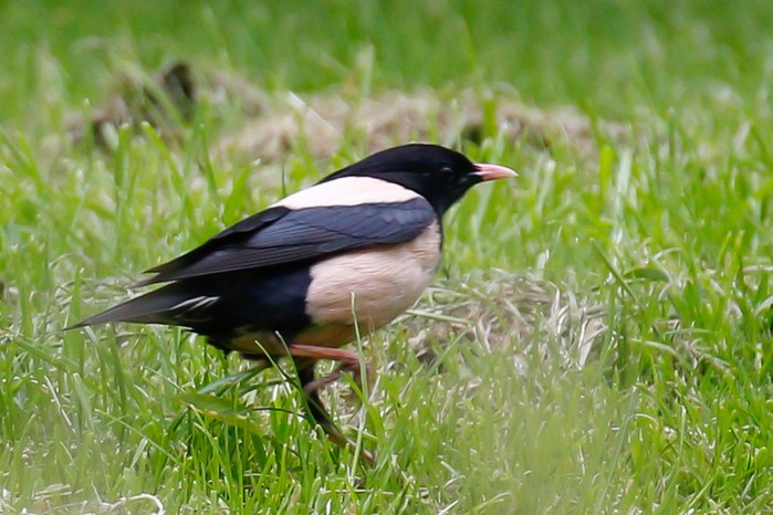 Rose-coloured Starling
