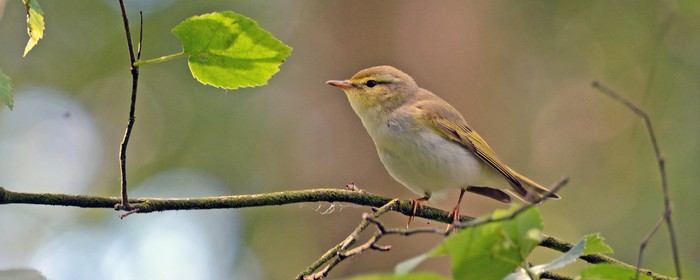 Wood Warbler