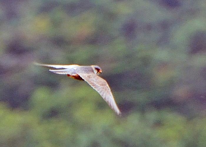Red-footed Falcon