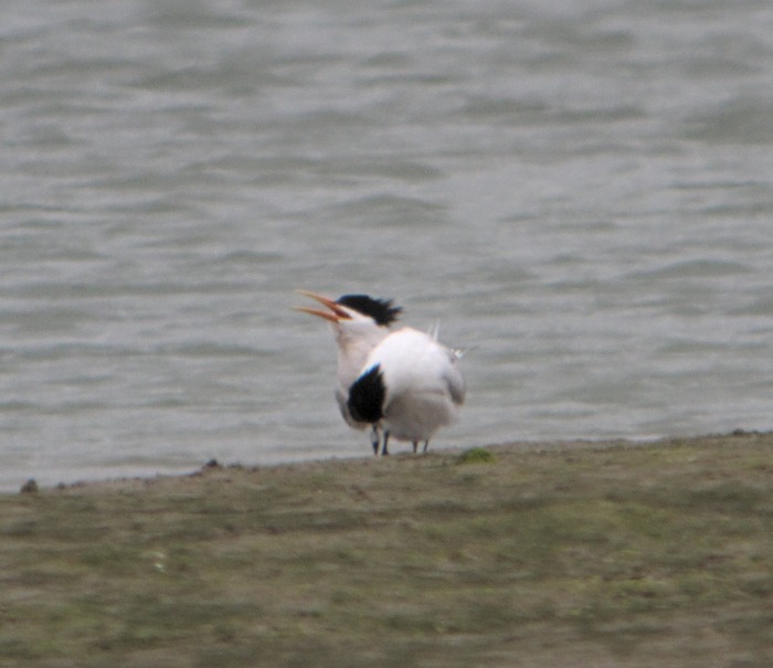 Elegant Tern
