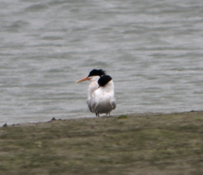 Elegant Tern